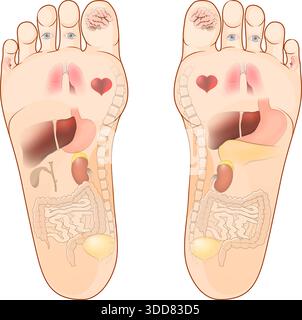 Foot reflexology. human feet and soles with highlighted and illuminated internal organs related to the massage area. Map for foot acupressure therapy. Stock Vector