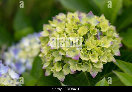 Close-up of a young hydrangea macrophylla flower head with pale green yellow petals beginning to turn purple. Early flowering stage with soft natural Stock Photo