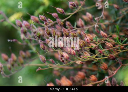 Close-up of wild plant seed pods covered with morning dew on a soft green blurred background. Natural botanical texture with shallow depth of field, i Stock Photo