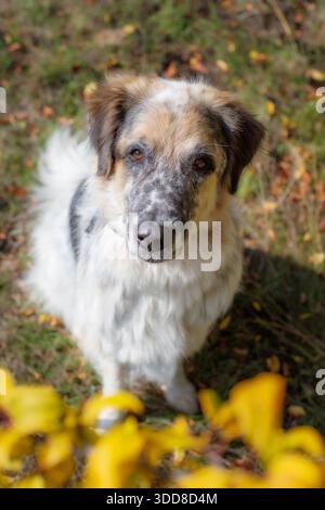 Big fluffy dog portrait, colorful autumn forest outdoors walk Stock Photo
