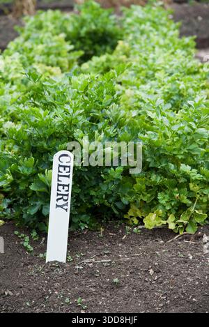 A row of celery plants with a highly visible label. Stock Photo