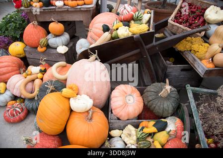 Autumn harvest of pumpkins and gourds. Stock Photo