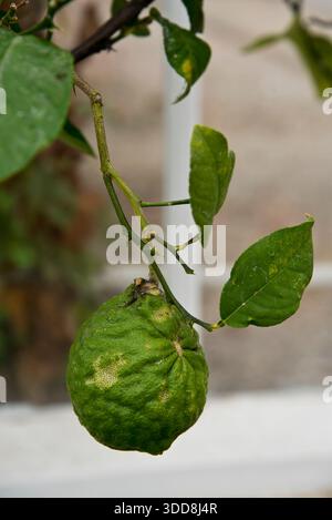 citrus medica Citron Stock Photo