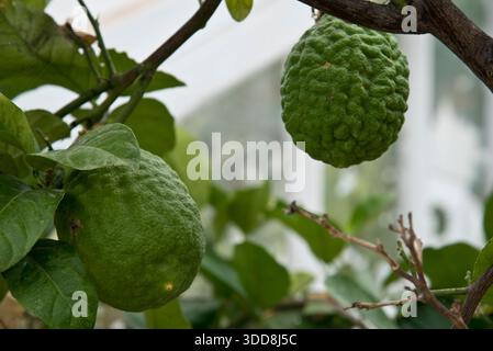 citrus medica Citron Stock Photo