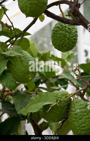 citrus medica Citron Stock Photo