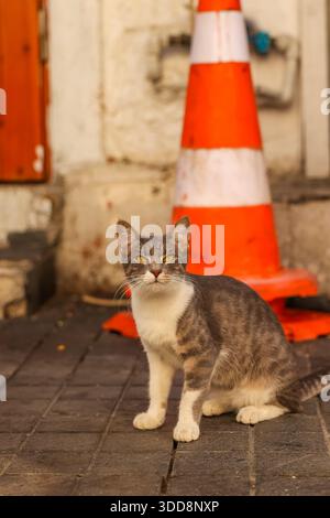 Street cat sitting on urban pavement near traffic cone, city life concept Stock Photo