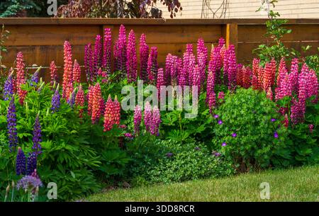 Close up of colorful Lupine flowers growing in a home garden by a wooden fence. Stock Photo