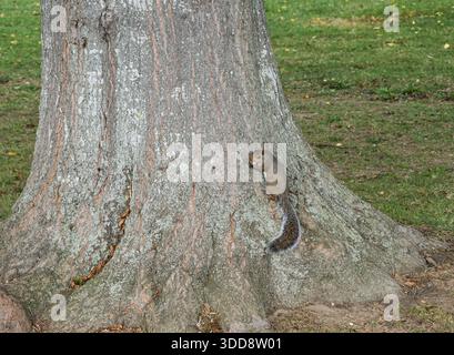 A small eastern gray squirrel is seen foraging near the base of a massive tree trunk on a grassy park lawn in New Castle. Stock Photo