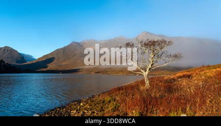 Loch Clair Beinn Eighe Mountain Kinlochewe Scotland a clearing morning mist and an Alder Alnus tree Stock Photo