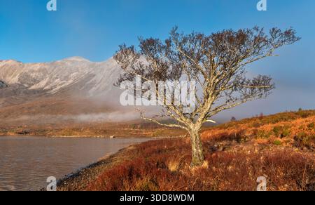 Loch Clair Beinn Eighe Mountain Kinlochewe Scotland a rising morning mist and an Alder Alnus tree Stock Photo