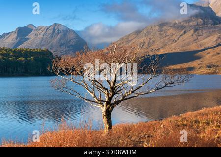 Loch Clair Liathach and Beinn Eighe Mountains Kinlochewe Wester Ross Scotland and an Alder alnus tree Stock Photo