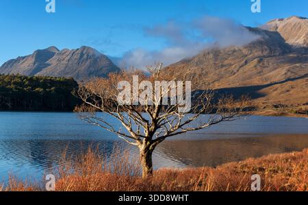 Loch Clair Liathach and Beinn Eighe Mountains Kinlochewe Wester Ross Scotland and the Alder alnus tree Stock Photo
