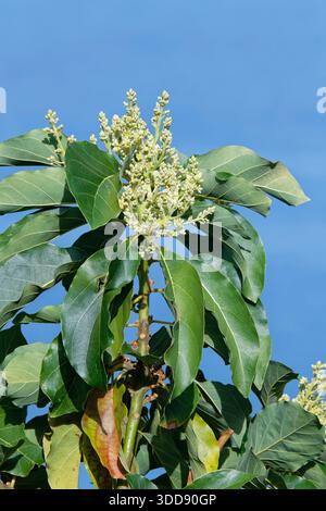 Avocado pear tree (Persea americana) flowering in a coastal estate,Tobago, West Indies, March. Stock Photo