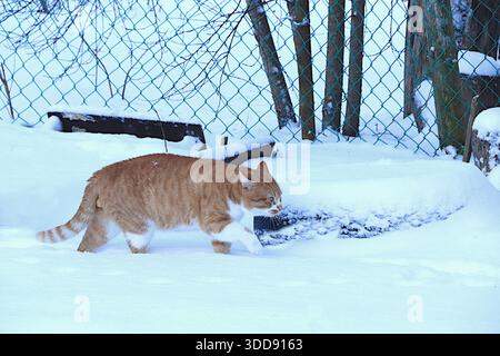 A funny red haired cat with flattened ears walks along a path through a snowdrift. Severe winter frosts do not frighten Siberian cats, who are not afr Stock Photo