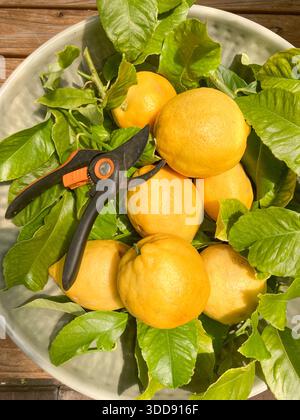 fresh lemons cut with garden clippers on a bed of green lemon leaves in sunshine Stock Photo