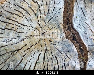 Old cracked tree stump, top view. Detailed wood texture with visible annual rings. Stock Photo