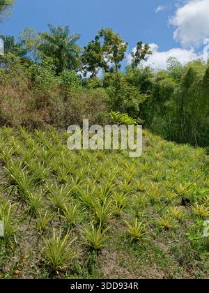 Pineapple (Ananas comosus) crop planted on a cleared hiillside in a lowland agricultural estate, Tobago, West Indies, March. Stock Photo