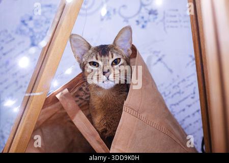 cat at home Stock Photo