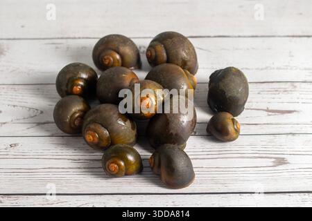 Pile of fresh brown edible snails with spiral shells arranged on rustic white wooden surface, clean and ready for cooking. Stock Photo
