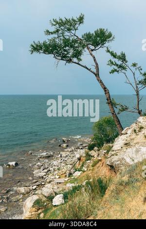 A lonely larch tree stands on a rocky cliff overlooking a calm sea, illustrating resilience and natural beauty in a coastal landscape. Stock Photo