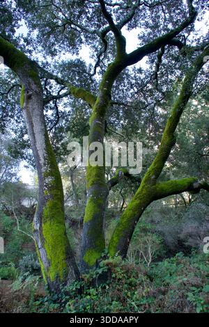 Moss-Covered Oak Trees in a California Woodland Stock Photo