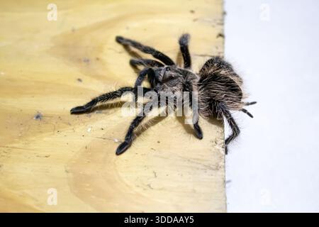 Curly Hair Tarantula climbing over the edge of a light wooden plank board Stock Photo
