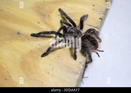 Curly Hair Tarantula climbing over the edge of a light wooden plank board Stock Photo