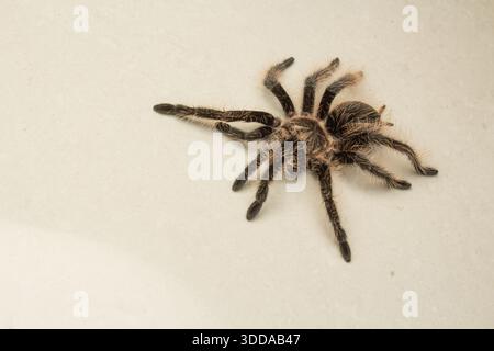 Top down view of a fluffy Curly Hair Tarantula isolated on a plain cream background Stock Photo