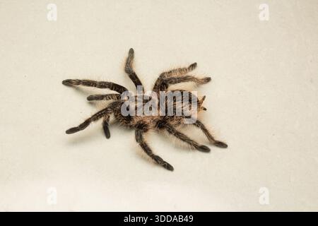 Top down view of a fluffy Curly Hair Tarantula isolated on a plain cream background Stock Photo