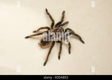 Top down view of a fluffy Curly Hair Tarantula isolated on a plain cream background Stock Photo