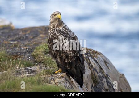 A white-tailed eagle (Haliaeetus albicilla) perched majestically on a rock overlooking the sea, Finnmark, Norway Stock Photo