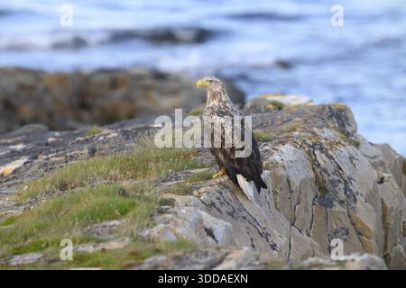 A white-tailed eagle (Haliaeetus albicilla) perched majestically on a rock overlooking the sea, Finnmark, Norway Stock Photo