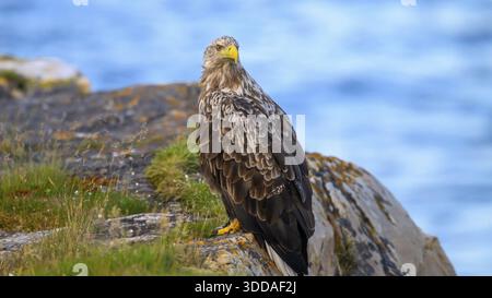 A white-tailed eagle (Haliaeetus albicilla) perched majestically on a rock overlooking the sea, Finnmark, Norway Stock Photo
