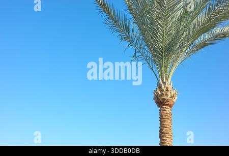 Palm tree against blue sky, summer background. Stock Photo
