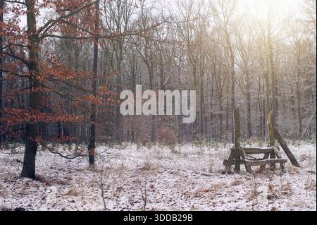 A primitive wooden frame structure stands in a wintry forest setting. Tree with leaves and light snow. Stock Photo