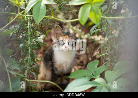 Goiania, Goias, Brazil – December 27, 2025:  A tricolor kitten hiding in the bushes on a vacant lot. Stock Photo