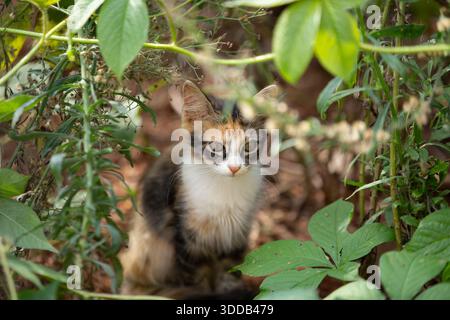 Goiania, Goias, Brazil – December 27, 2025:  A tricolor kitten hiding in the bushes on a vacant lot. Stock Photo