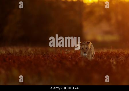 cute young lioness (Panthera leo) in the red glow of the rising sun Stock Photo
