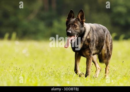 German Shepherd Dog she's coming in tired Stock Photo