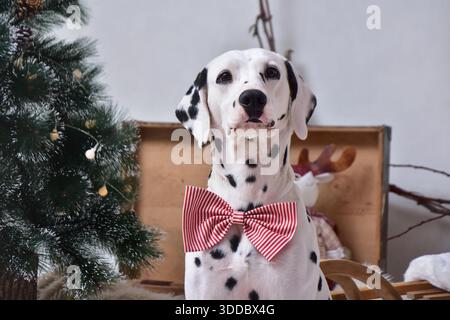 Closeup portrait of a Dalmatian dog in a festive bow tie looking at the camera Stock Photo