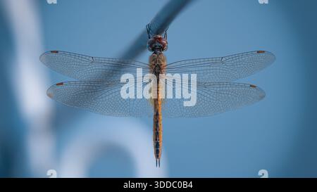 Pantala Flavescens Dragonfly also known as Globe Skimmer or Wandering Glider perched on a wire in central India Stock Photo