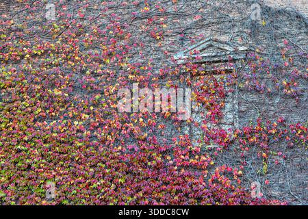 Ivy with vibrant red and green autumn leaves growing on an old brick wall, partially concealing an architectural window detail Stock Photo