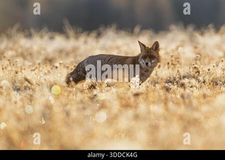 A wary Red Fox (Vulpes vulpes) stands in a frosty meadow at sunrise, surrounded by sparkling bokeh and pale winter grasses. Stock Photo