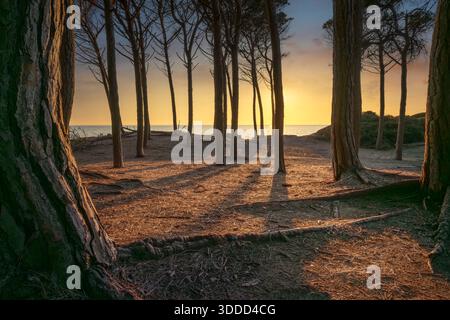 Golden sunset viewed from the Tombolo di Cecina pine forest. Scenic coastal landscape with pine tree silhouettes and the sea in Marina di Cecina, Tusc Stock Photo