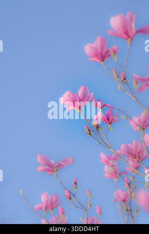 Pink magnolia flowers Stock Photo