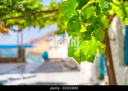 Colorful turquoise door stone house in Karkinagri village, Ikaria, Greece Greek island and green grape vine leaves plants garden on coast view Stock Photo