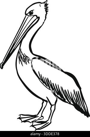Black-and-white line drawing of a standing pelican in profile, featuring its long beak, throat pouch, feathers, and webbed feet. Stock Vector