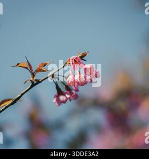 Wild Himalayan Cherry (Prunus cerasoides) blossoms against a clear blue sky in Sapa, Vietnam Stock Photo