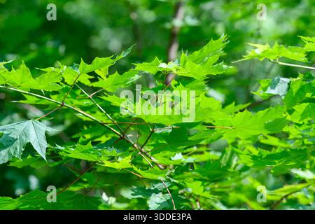 A closeup view of lush green maple leaves is beautifully illuminated by warm sunlight streaming through Stock Photo