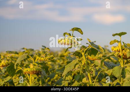 A vibrant and picturesque field of vivid sunflowers happily basking under a clear blue sky during the golden hour Stock Photo